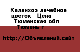 Каланхоэ лечебное цветок › Цена ­ 15 - Тюменская обл., Тюмень г.  »    